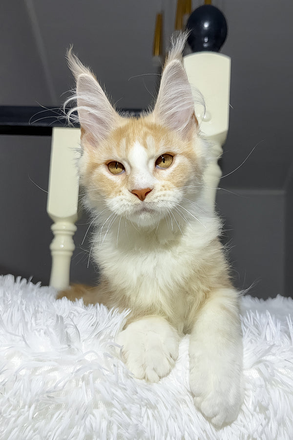 Cheesy | Maine Coon Kitten