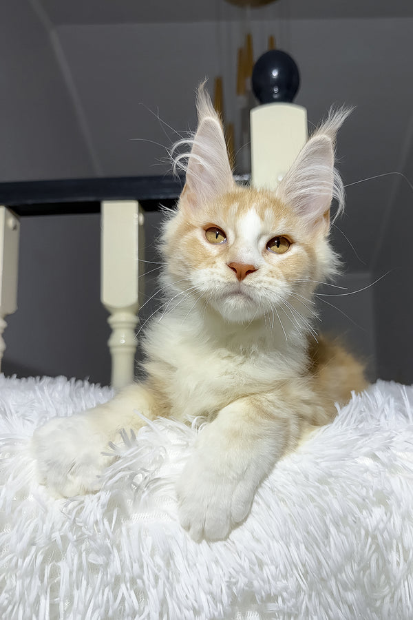 Cheesy | Maine Coon Kitten