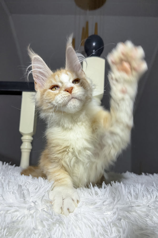 Cheesy | Maine Coon Kitten