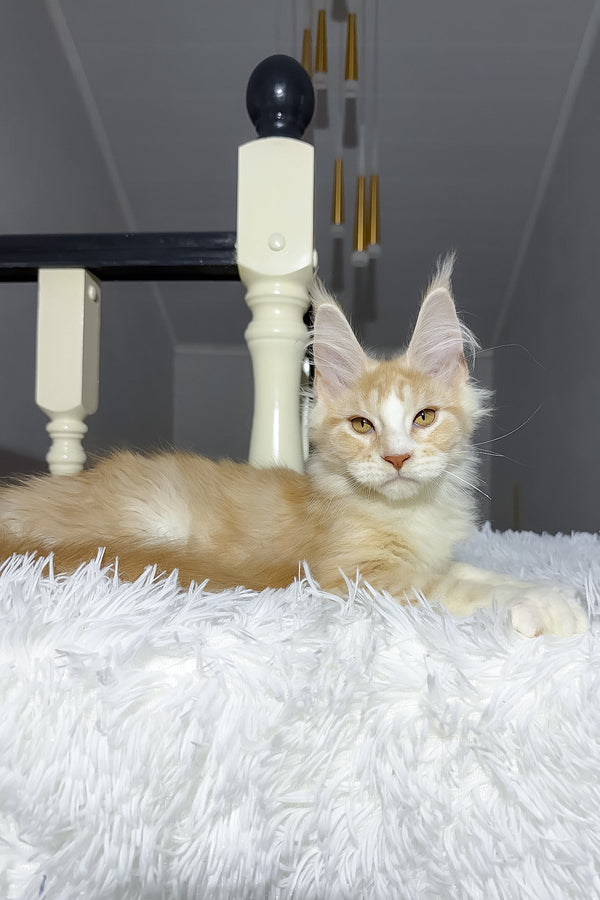 Cheesy | Maine Coon Kitten