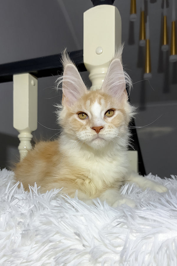Cheesy | Maine Coon Kitten