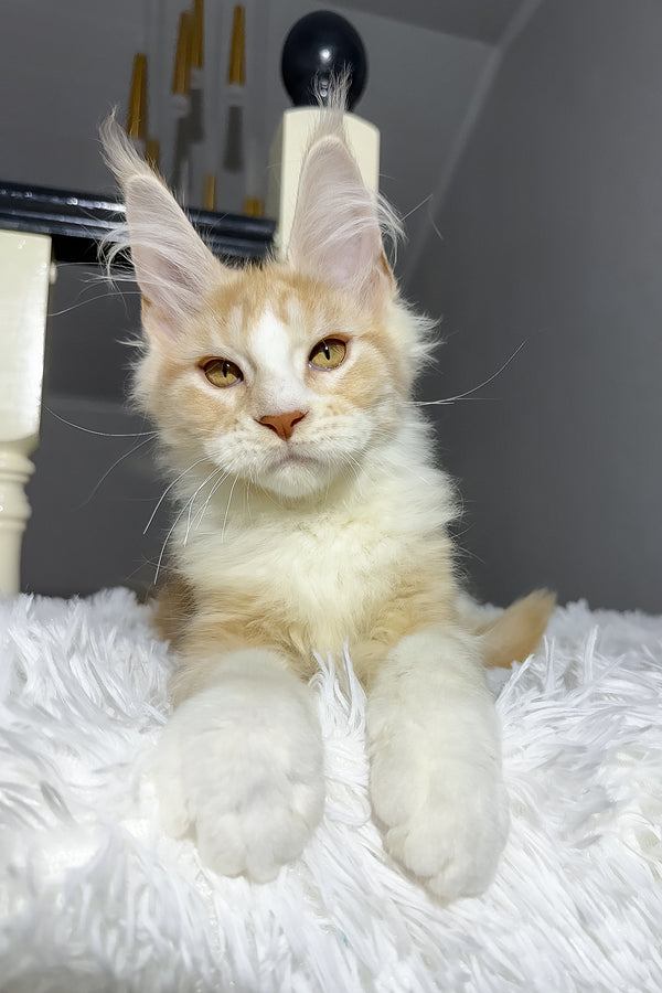 Cheesy | Maine Coon Kitten