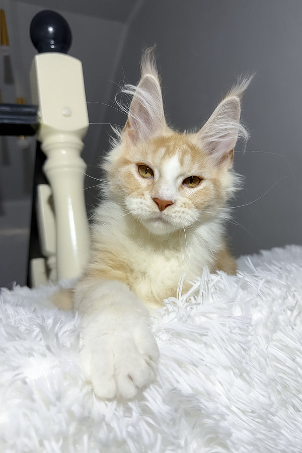 Cheesy | Maine Coon Kitten