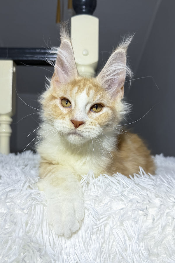 Cheesy | Maine Coon Kitten