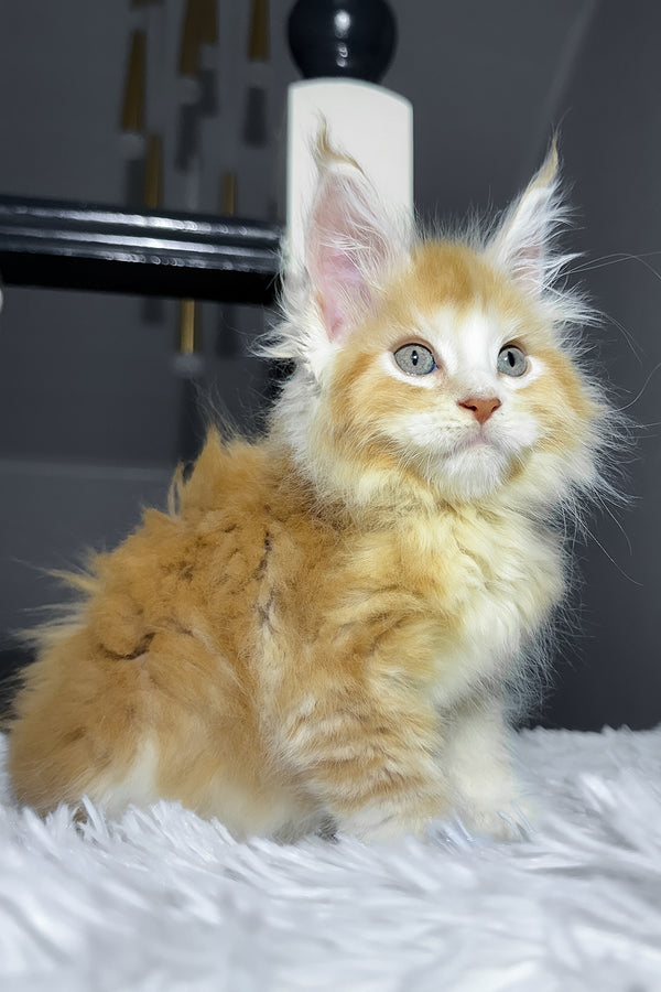 Cheesy | Maine Coon Kitten