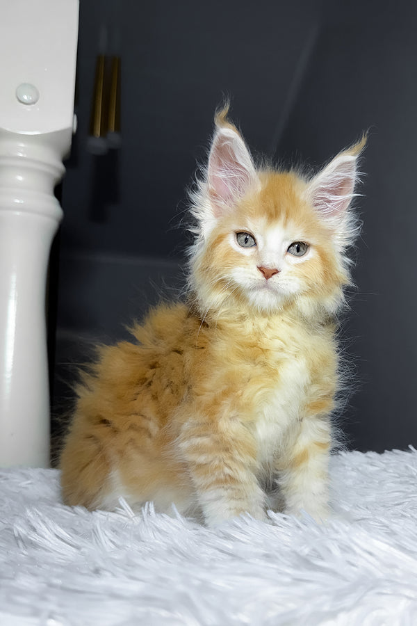 Cheesy | Maine Coon Kitten