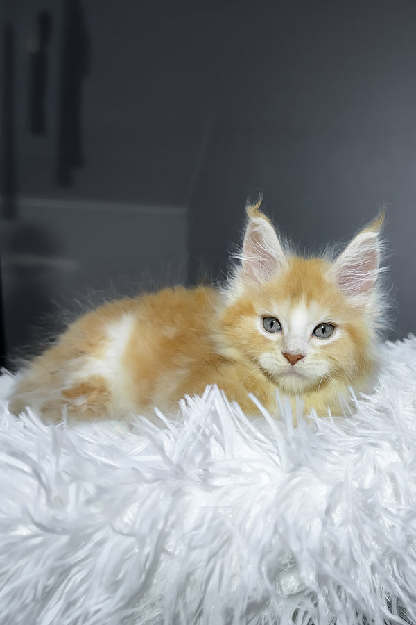Cheesy | Maine Coon Kitten