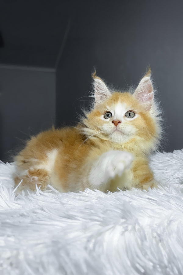 Cheesy | Maine Coon Kitten