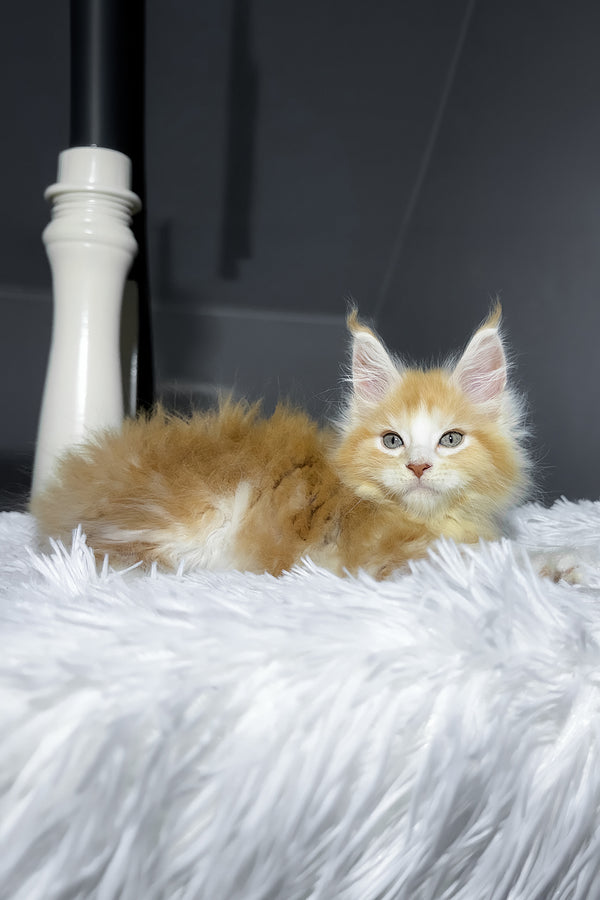 Cheesy | Maine Coon Kitten
