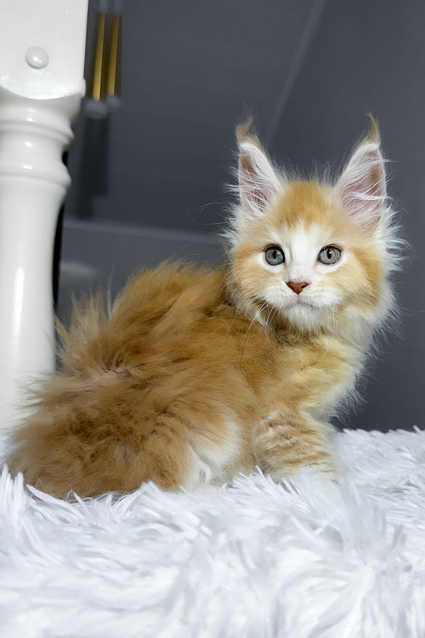 Cheesy | Maine Coon Kitten