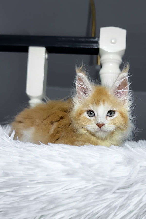Cheesy | Maine Coon Kitten