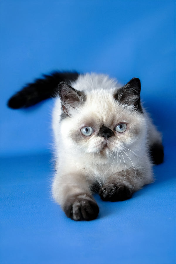 Cherie | Exotic Shorthair Kitten
