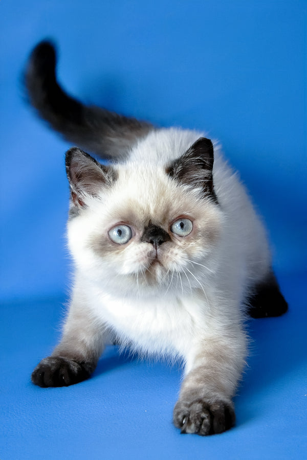 Cherie | Exotic Shorthair Kitten