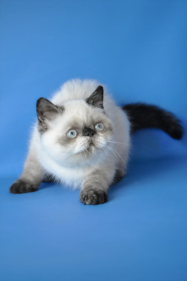 Cherie | Exotic Shorthair Kitten