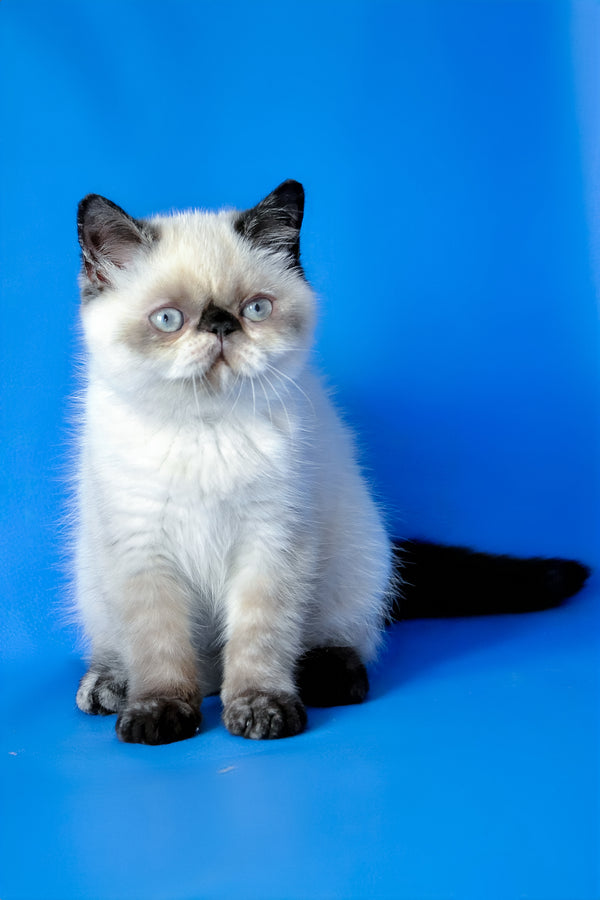 Cherie | Exotic Shorthair Kitten