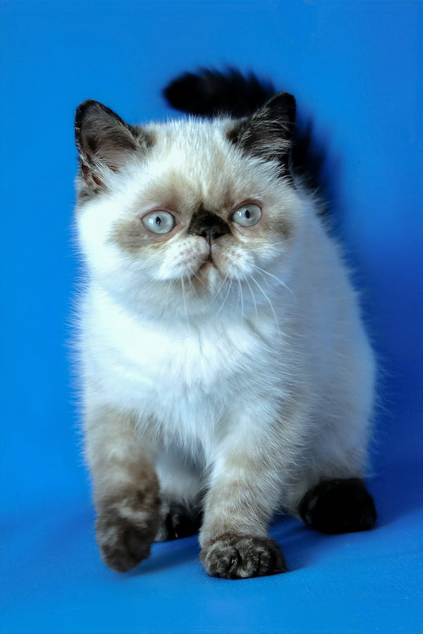 Cherie | Exotic Shorthair Kitten