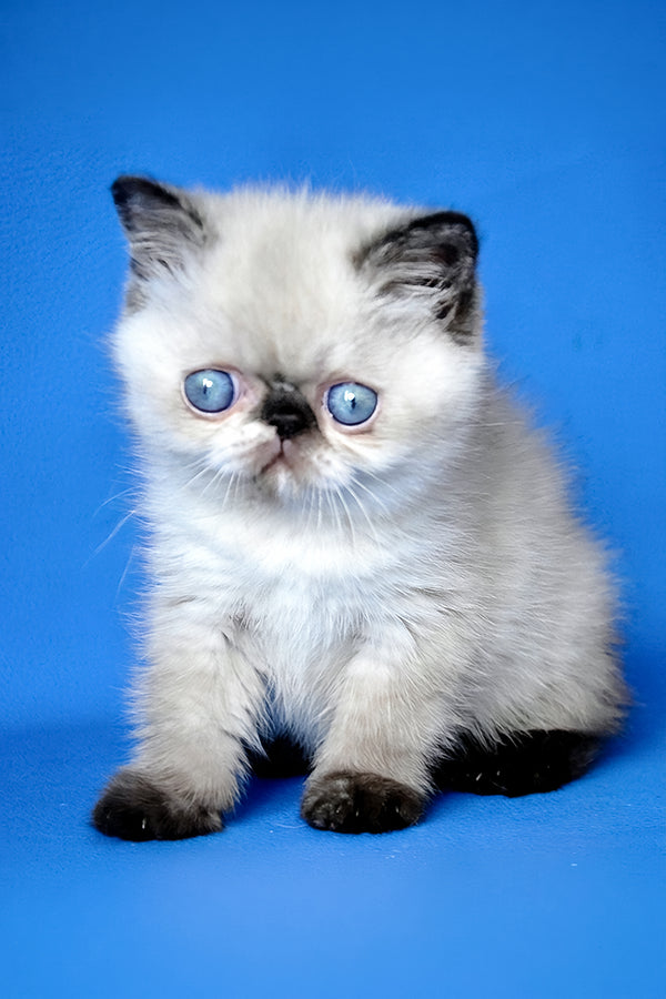 Cherie | Exotic Shorthair Kitten
