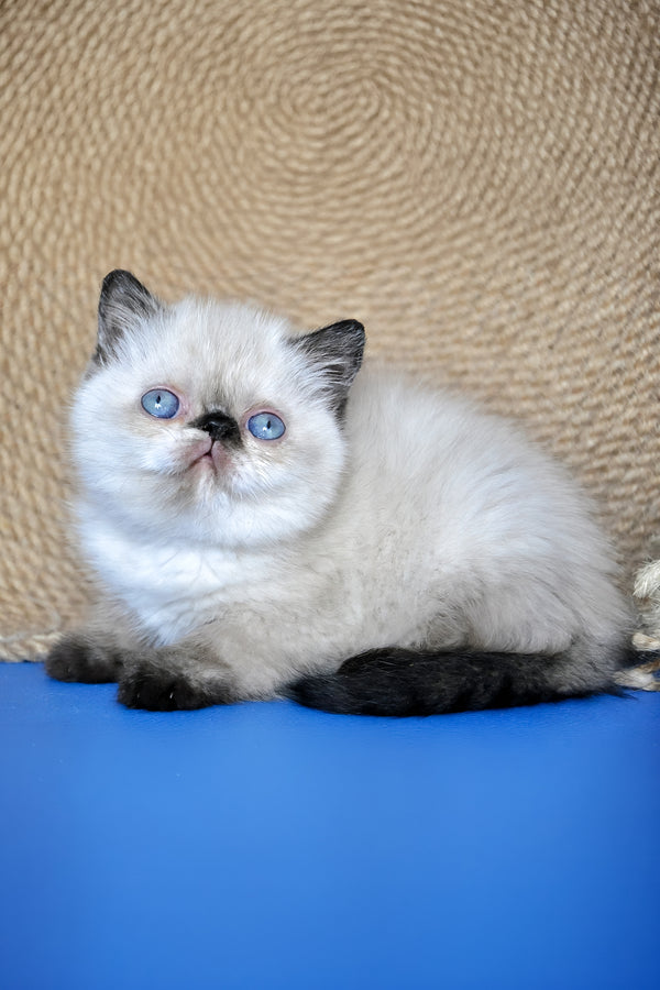 Cherie | Exotic Shorthair Kitten