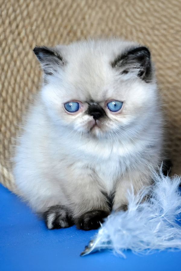 Cherie | Exotic Shorthair Kitten