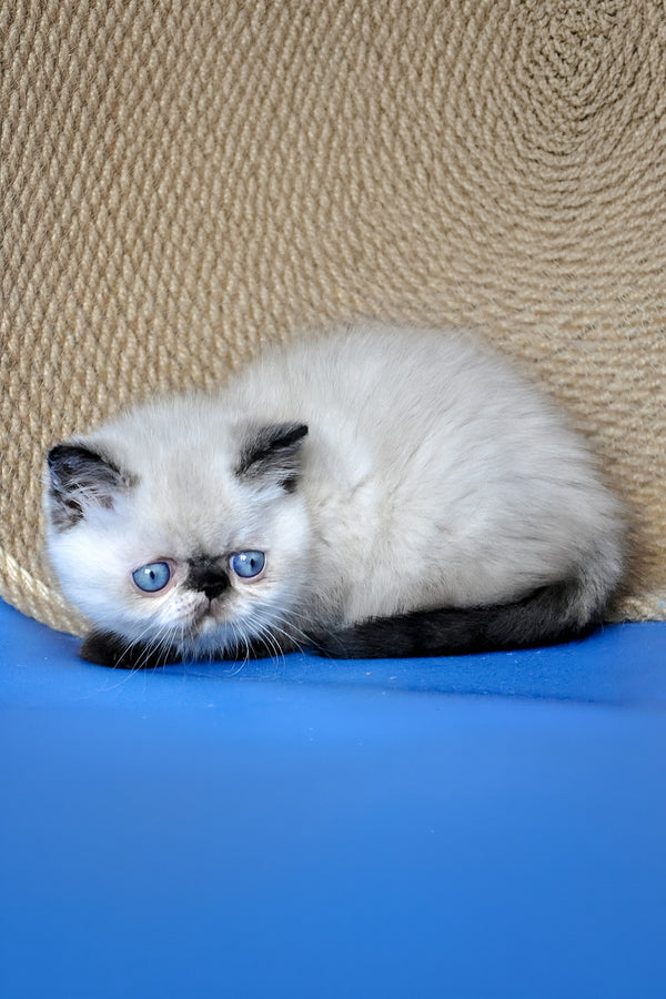 Cherie | Exotic Shorthair Kitten