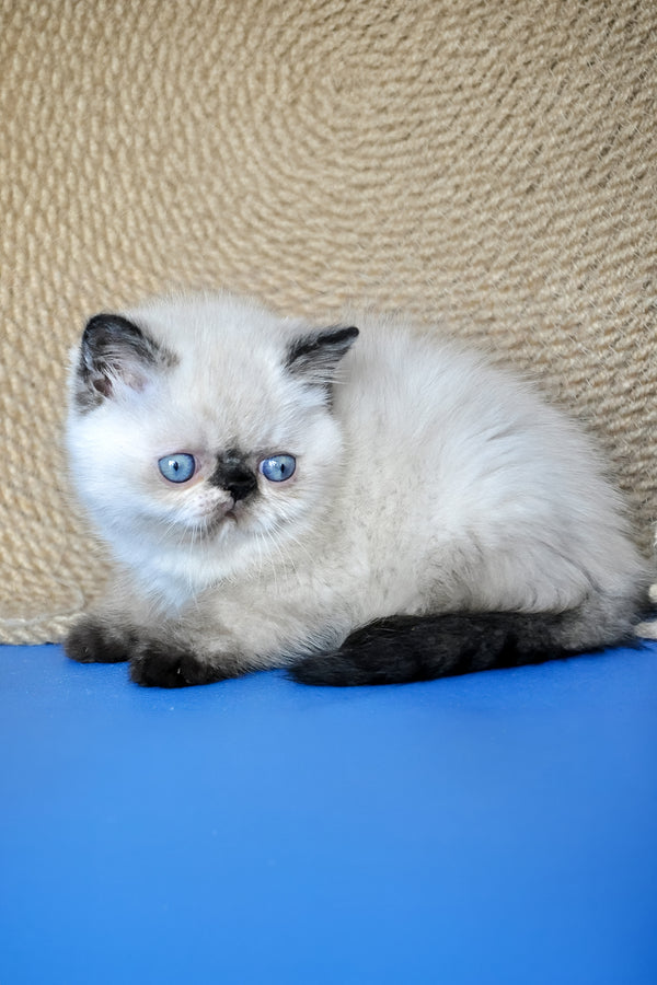 Cherie | Exotic Shorthair Kitten