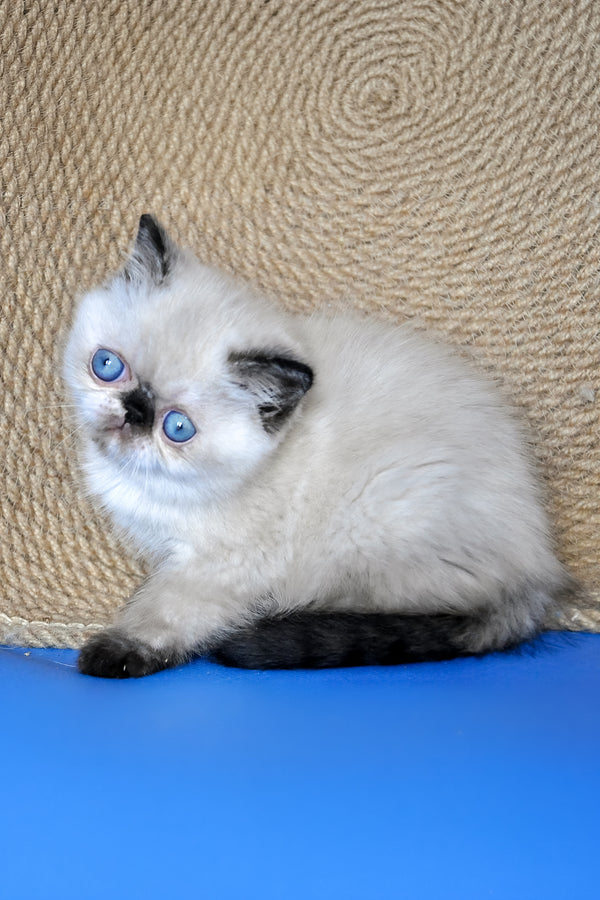 Cherie | Exotic Shorthair Kitten