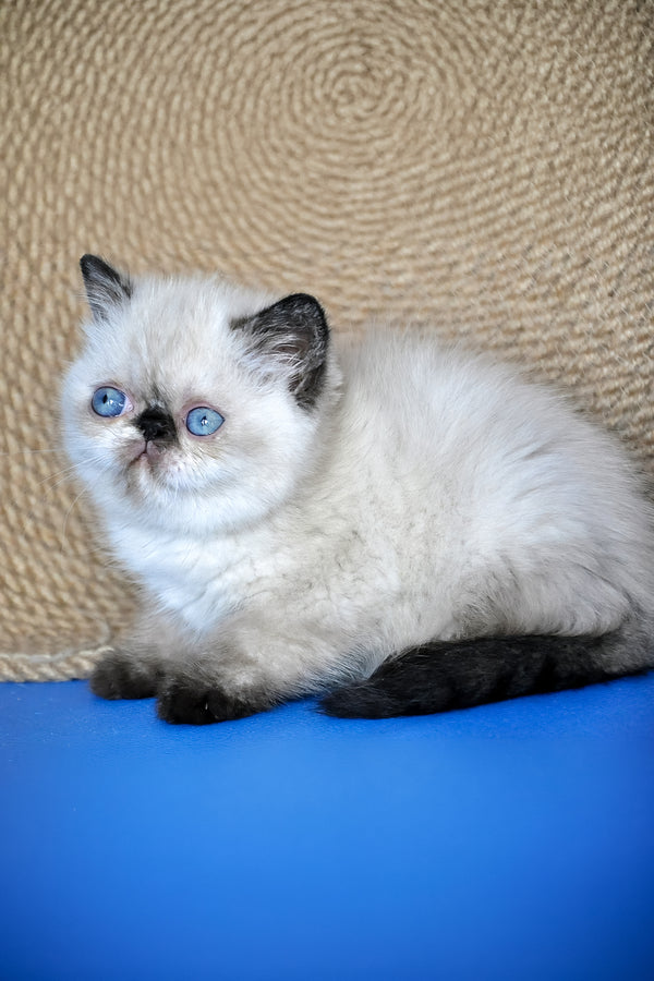 Cherie | Exotic Shorthair Kitten