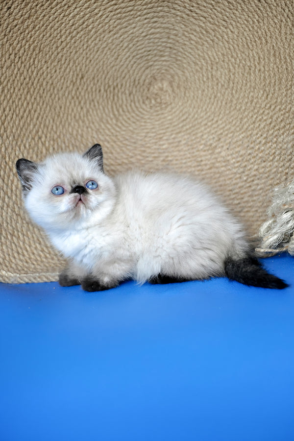 Cherie | Exotic Shorthair Kitten