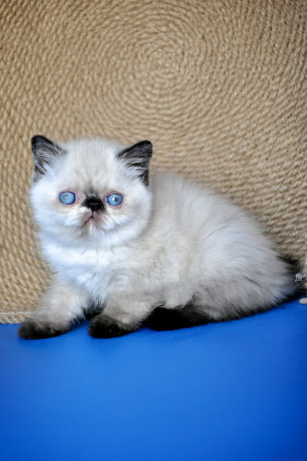 Cherie | Exotic Shorthair Kitten