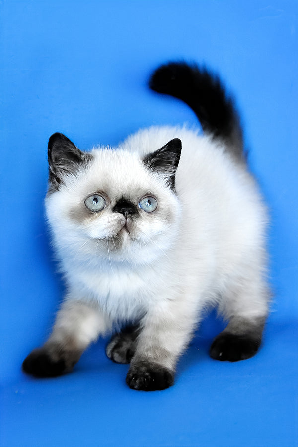Cherie | Exotic Shorthair Kitten