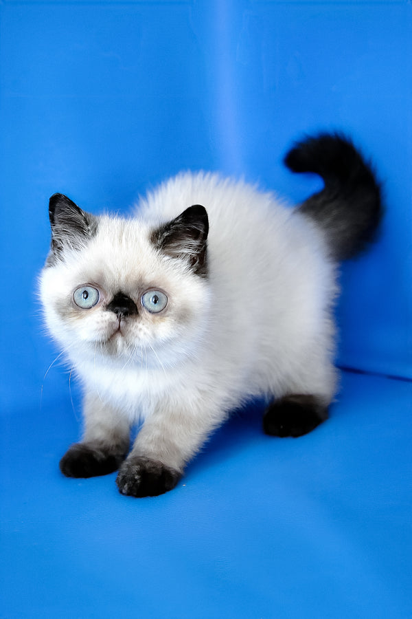 Cherie | Exotic Shorthair Kitten