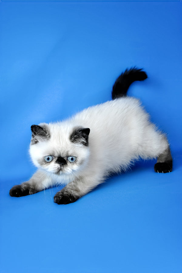 Cherie | Exotic Shorthair Kitten