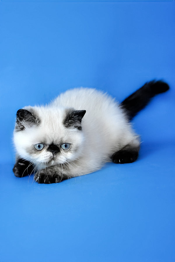 Cherie | Exotic Shorthair Kitten