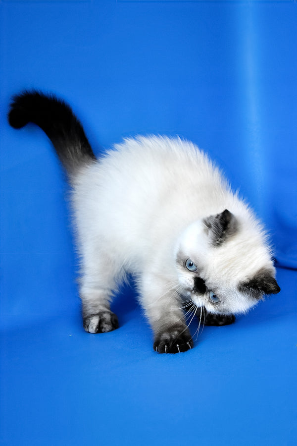 Cherie | Exotic Shorthair Kitten