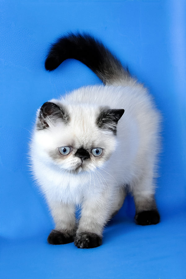 Cherie | Exotic Shorthair Kitten