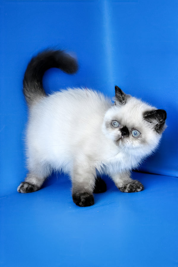 Cherie | Exotic Shorthair Kitten
