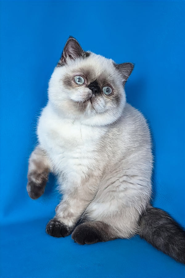 A fluffy cream and dark gray exotic shorthair kitten with striking blue eyes sits against a vibrant blue background