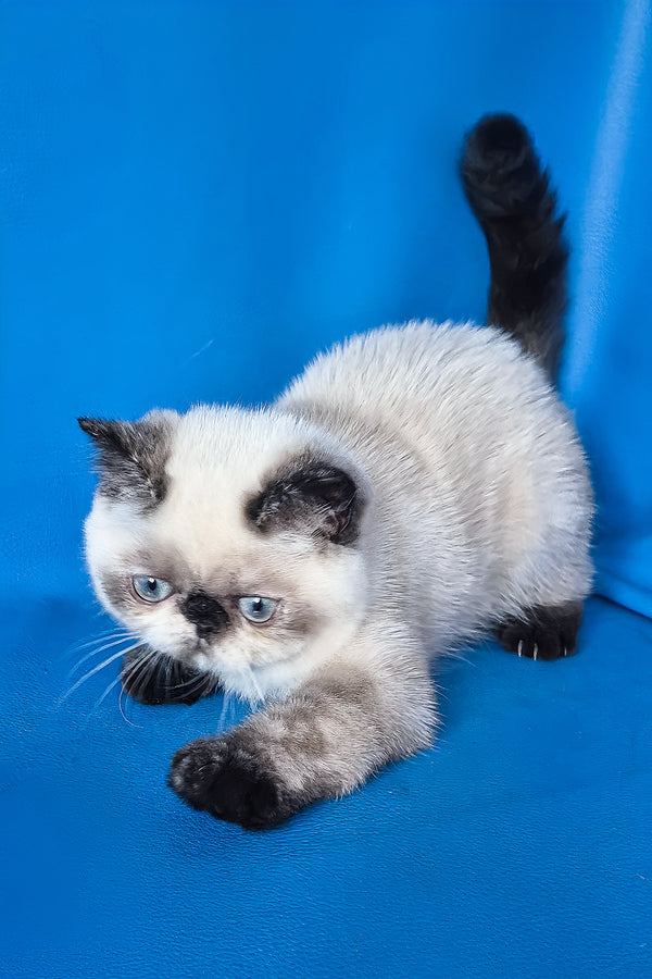 A fluffy cream and black exotic shorthair kitten with blue eyes and dark-tipped ears paws and tail named cherie