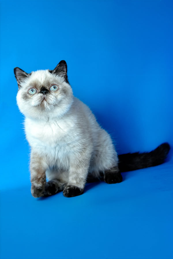 A fluffy cream and black exotic shorthair kitten with striking blue eyes sitting against a vibrant blue background