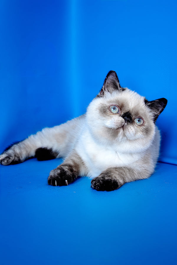 A fluffy cream-colored exotic shorthair kitten with dark brown points and blue eyes lying against a blue backdrop