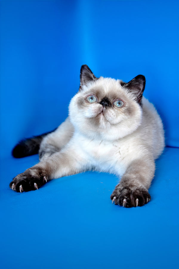 A fluffy cream and black exotic shorthair kitten with striking blue eyes relaxing against a vibrant blue backdrop