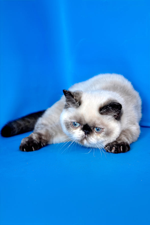 A fluffy cream and black exotic shorthair kitten with striking blue eyes lounges against a vibrant blue backdrop