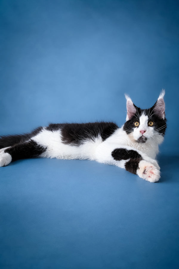 Chess | Maine Coon Kitten