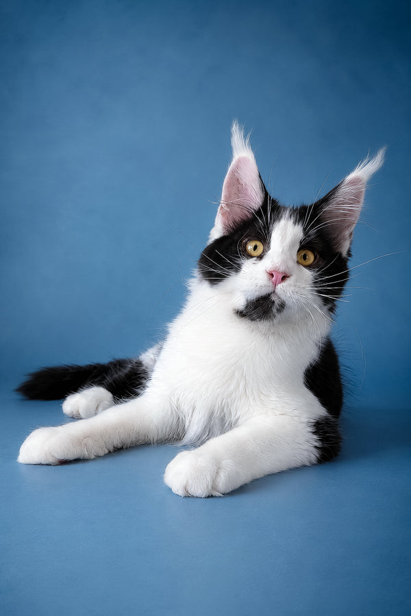 Chess | Maine Coon Kitten