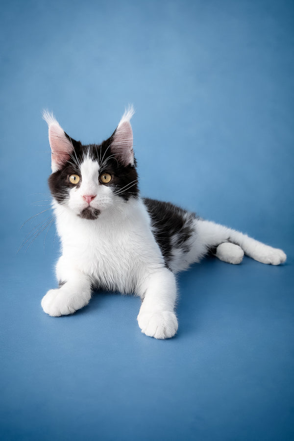 Chess | Maine Coon Kitten