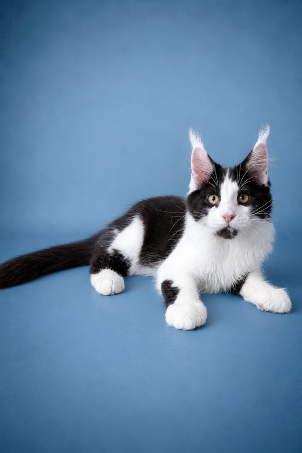 Chess | Maine Coon Kitten