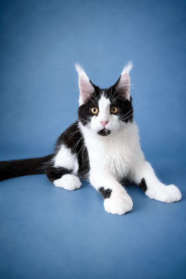 Chess | Maine Coon Kitten