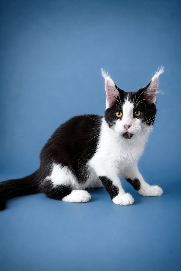 Chess | Maine Coon Kitten
