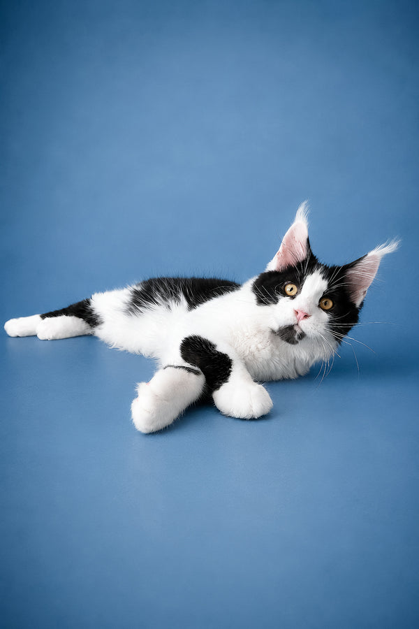 Chess | Maine Coon Kitten