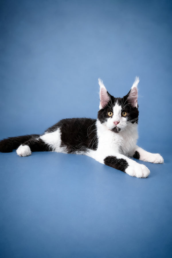 Chess | Maine Coon Kitten